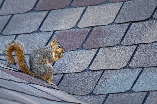 Alexandria Wildlife Removal