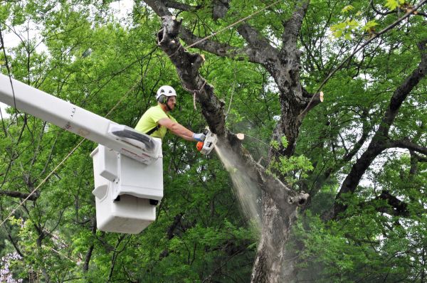 Alexandria Tree Trimming