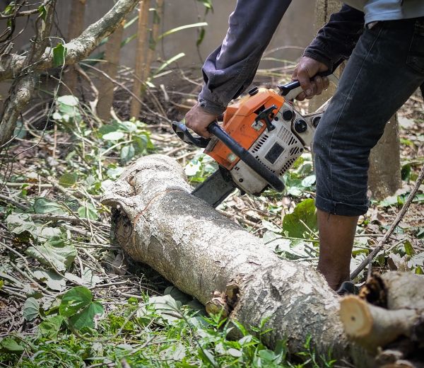 Alexandria Tree Removal